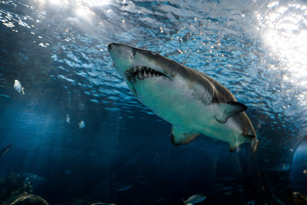 Zábavná fakta o zubech - žraločí zuby